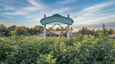 knotts berry farm